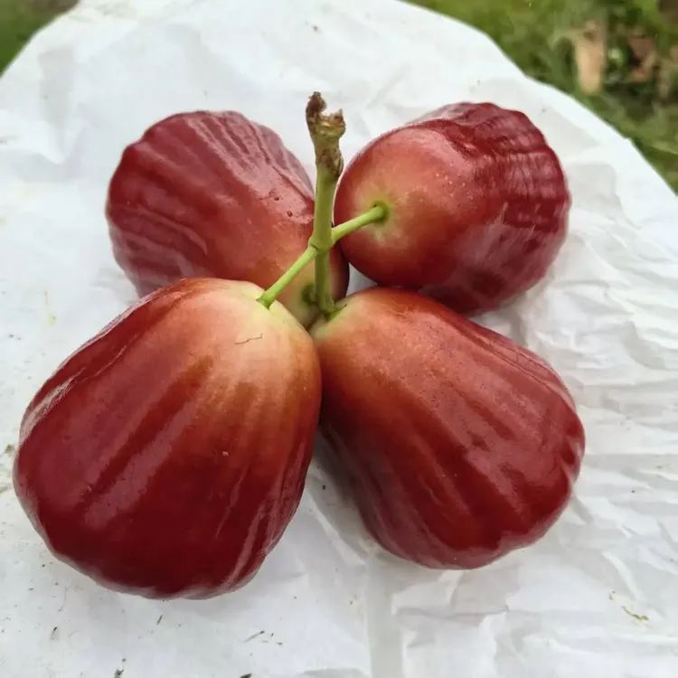 黑糖芭比莲雾小杯苗