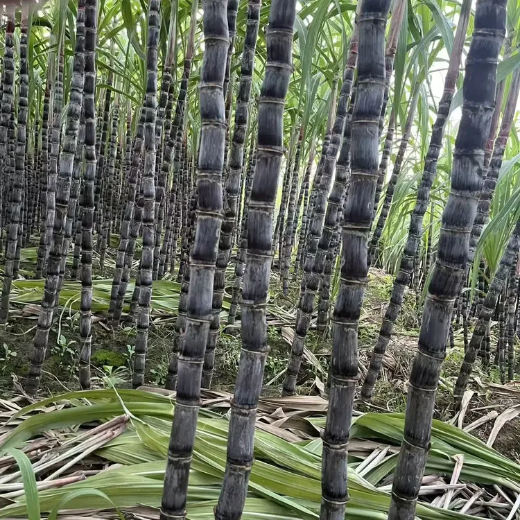 贵州新鲜黑皮甘蔗脆甜多汁应季水果整箱售卖