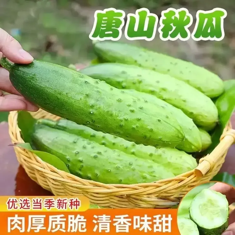 唐山秋瓜种子秋黄瓜高产水果黄瓜阳台小院春秋季易播种蔬菜种子YL