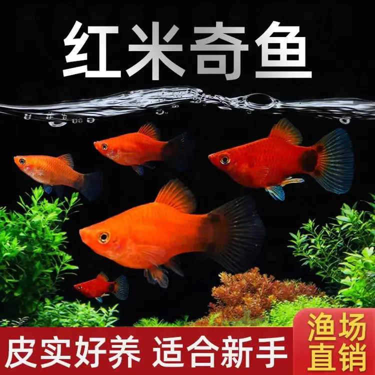 【红米奇】鱼观赏鱼胎生鱼活体孕母鱼淡水小型热带斑马鱼易活耐好养
