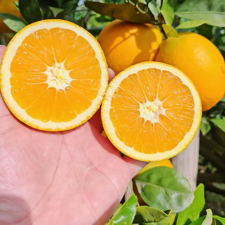 新鲜现摘当季脐橙，皮薄肉厚香甜爆汁