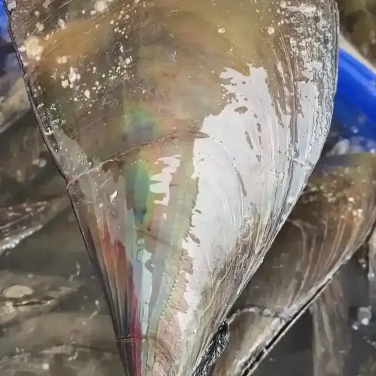 鲜活江瑶贝带子海捕海鲜冷链发货