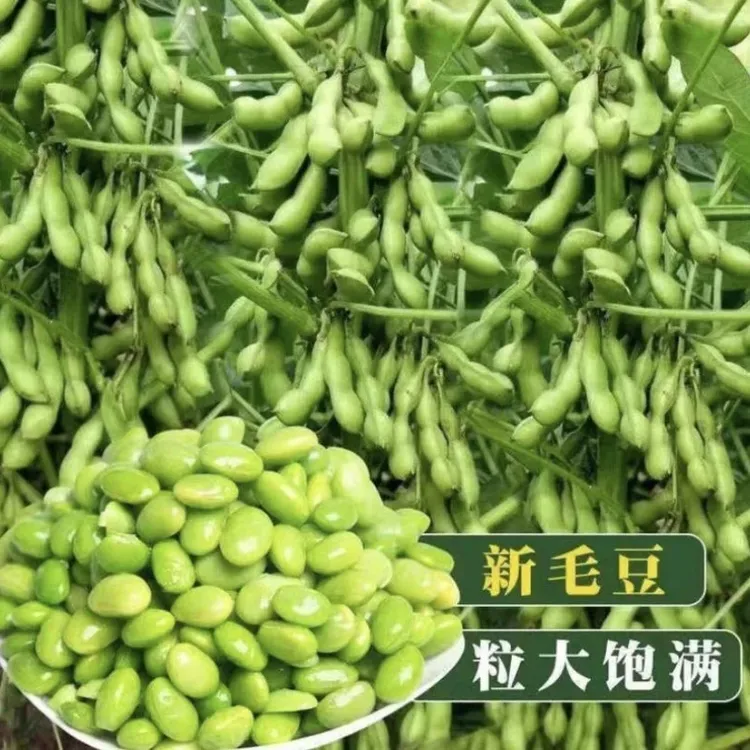 【九月鲜毛豆种子】正宗早熟春夏高产蔬菜种子四季青豆菜豆阳台小院商品图