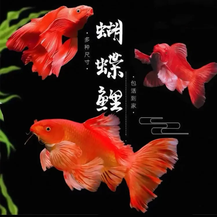 大尺寸精品普身蝴蝶鲤，直播间有增艳效果，收货录开箱视频