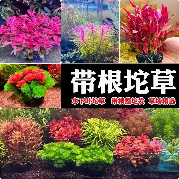 无需打理鱼缸水草坨草真草增氧适合新手,入缸成景水培坨草套餐