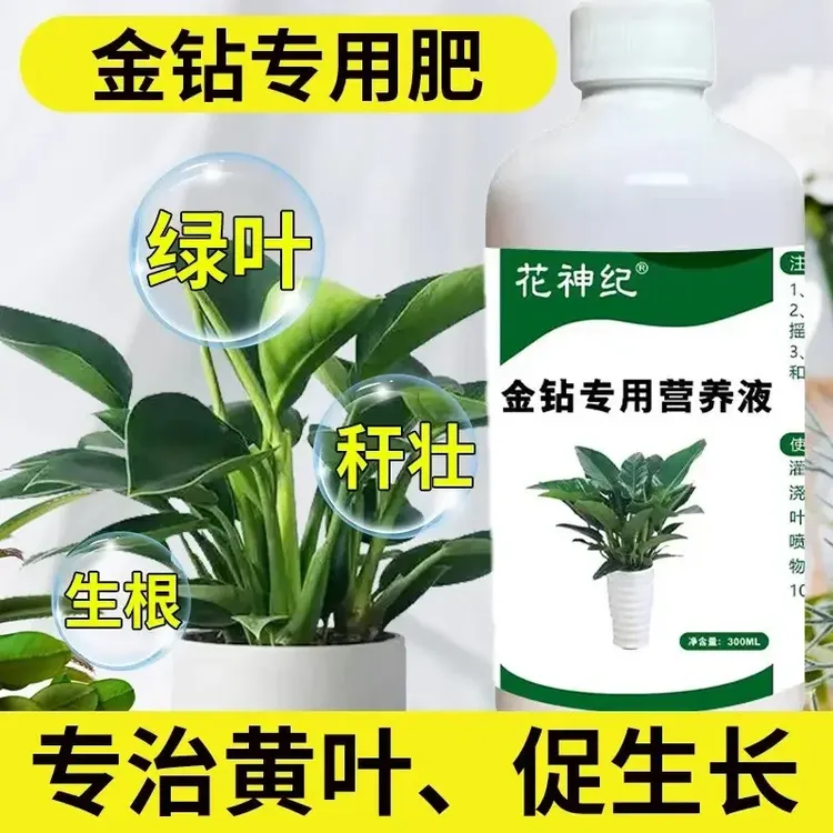 大叶金钻营养液专用红钻绿公主水培植物室内盆栽绿植有机液体肥料