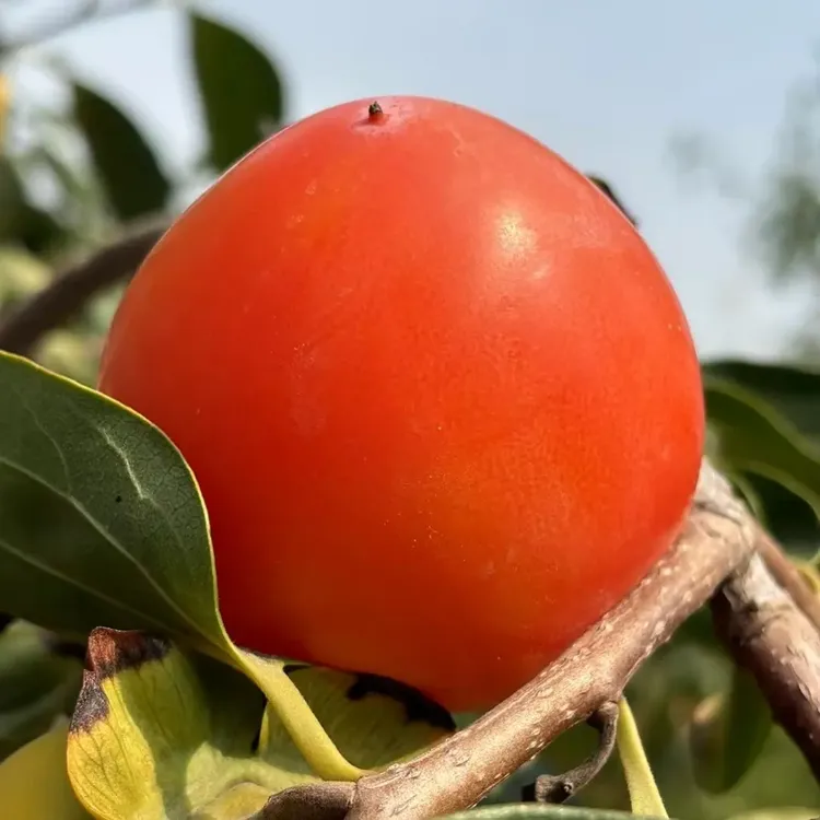 正宗富平流心大尖柿子，软糯流心，做富平柿饼的原材料产地直发
