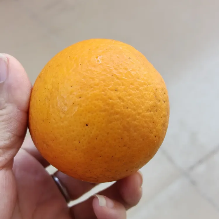 正宗湖南冰糖橙新鲜现摘多汁香甜应季水果（10斤重）