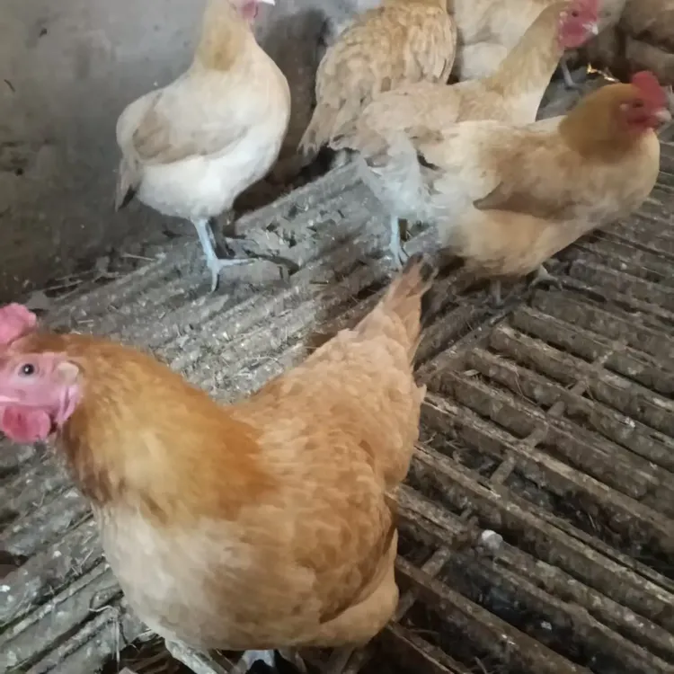 苏北散养三色腿草鸡散养土鸡母鸡可吃可养京东包邮土鸡三黄鸡活鸡