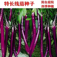 【五袋包邮】紫龙杭茄紫红特长线茄籽种子高产杂交紫龙杭茄子