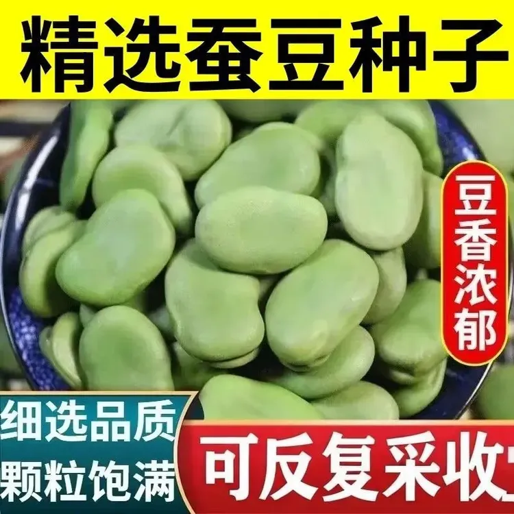 【蚕豆种子】北斗七星特大高产罗汉豆种籽春秋冬季播种早熟耐寒