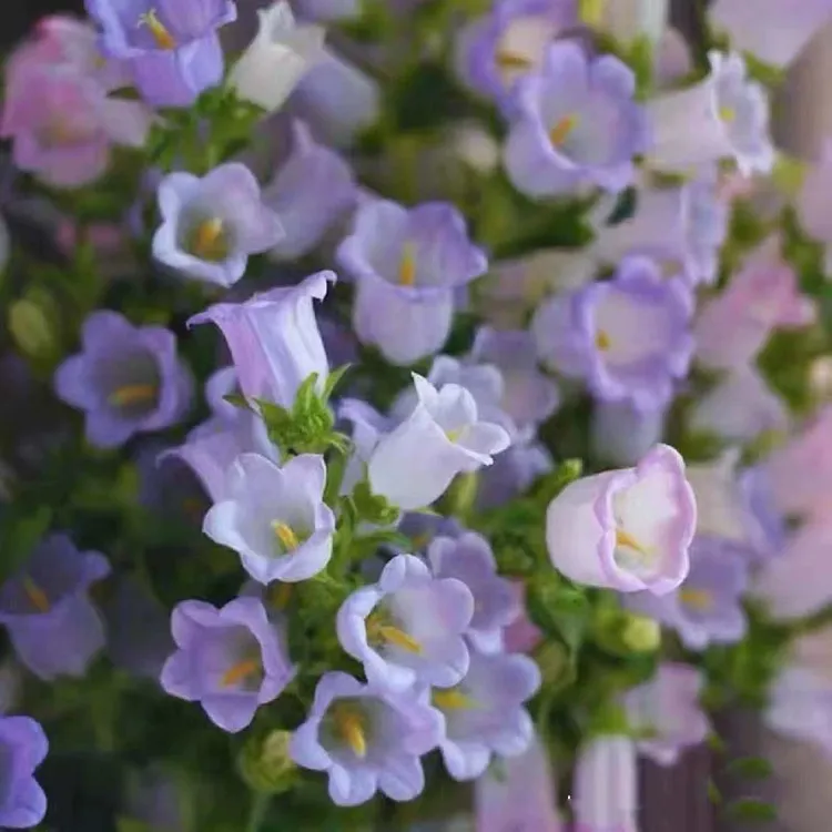 年宵花耐寒酒杯风铃草花盆栽带花苞铃铛花酒杯阳台庭院四季开花