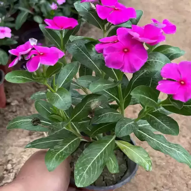 木本长春花木本天天开带花苞盆栽耐热耐旱四季开花五叶梅花苗