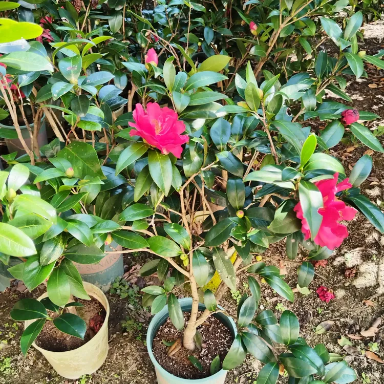 山茶盆栽带花苞四季开花耐寒花卉庭院室外植物茶梅树苗好养易活