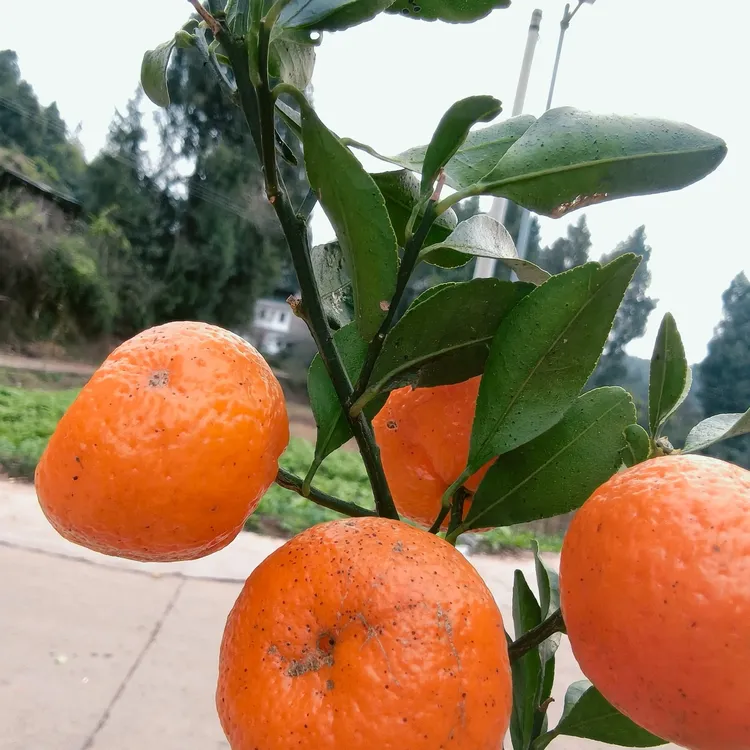 梁平蔬果珍选农家自种新鲜砂糖橘应季水果现摘现发