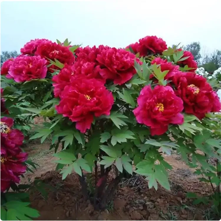 牡丹花苗盆栽正宗洛阳带花苞牡丹花种大苗缠枝重瓣花卉牡丹花树苗