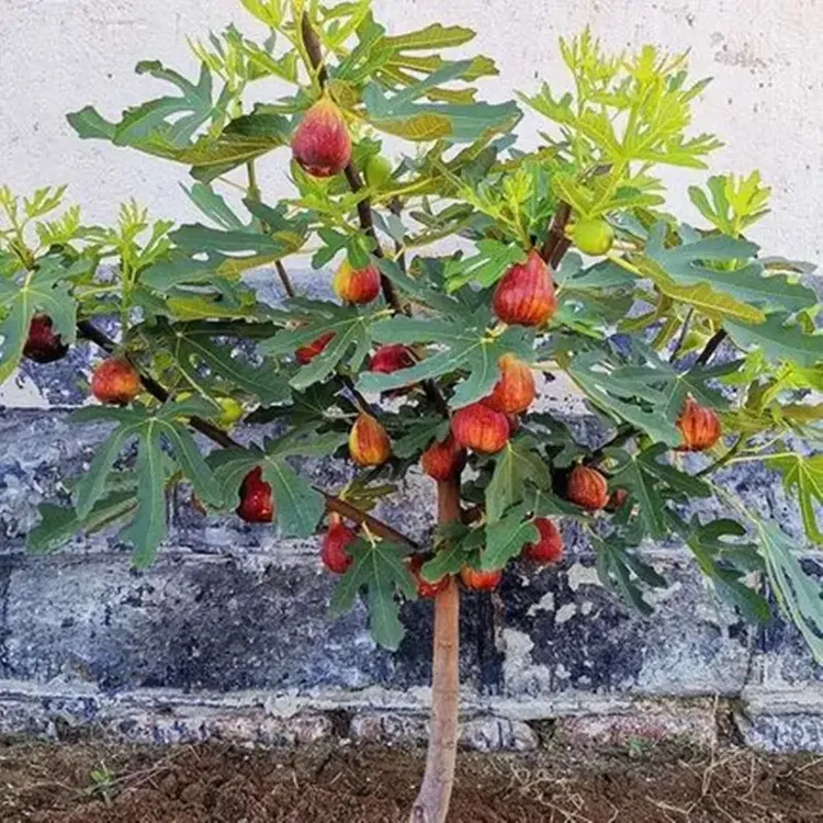 花诺思无花果树果苗地栽盆栽当年结果南方北方波姬红特大无花果树
