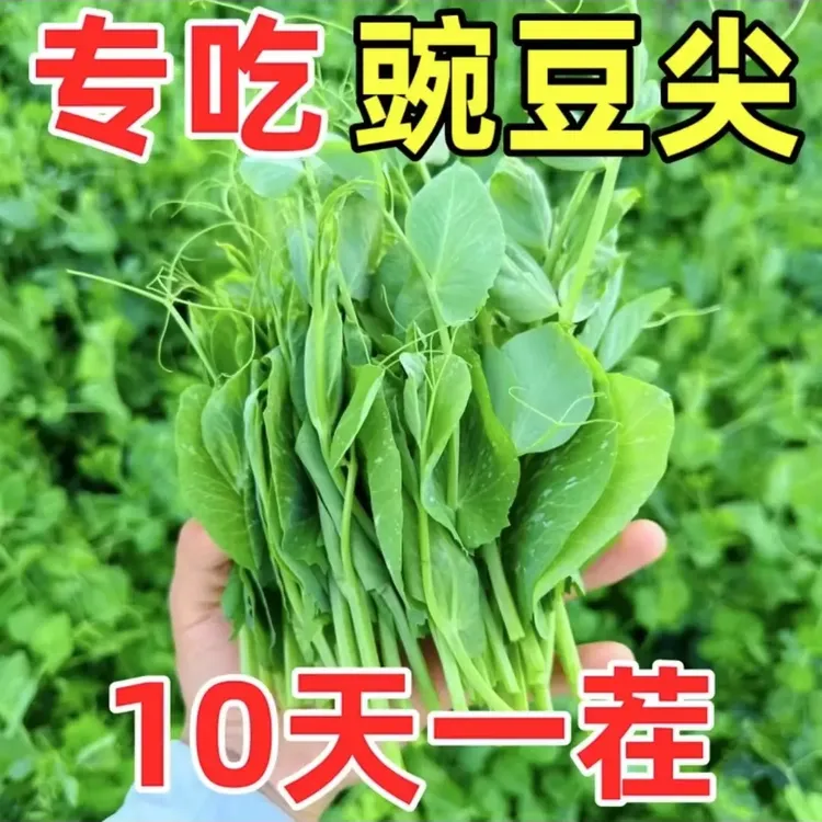 【尖种子】四季种植无须可水培土培阳台盆栽龙须蔬菜秧苗
