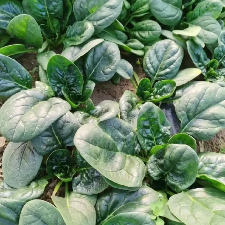 【趴地菠菜种子】四季地趴菠菜阳台花盆可种菠菜夏季耐热种子夏季