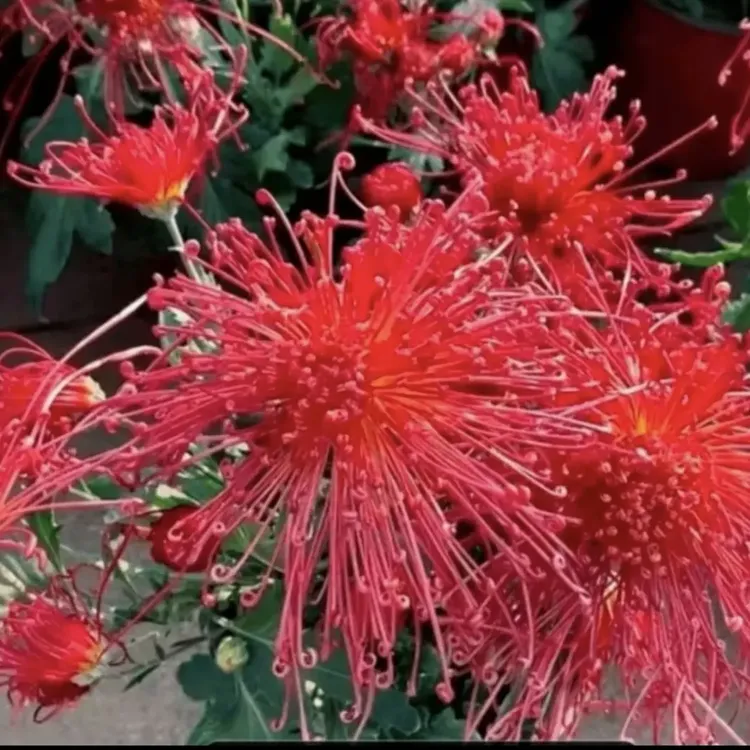 红线串珠大花富贵菊九月大菊盆栽室内外种植开花好看好养