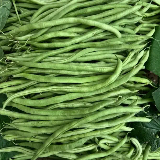 贵州高山小炒农家新鲜现摘现发无筋采摘无丝四季豆豌豆尖正宗女儿