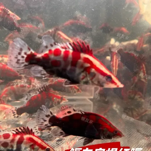 鳜友家饲料红纹鳜鱼 中国红虎 不挑水温 淡水冷水鱼 观赏鱼 凶猛