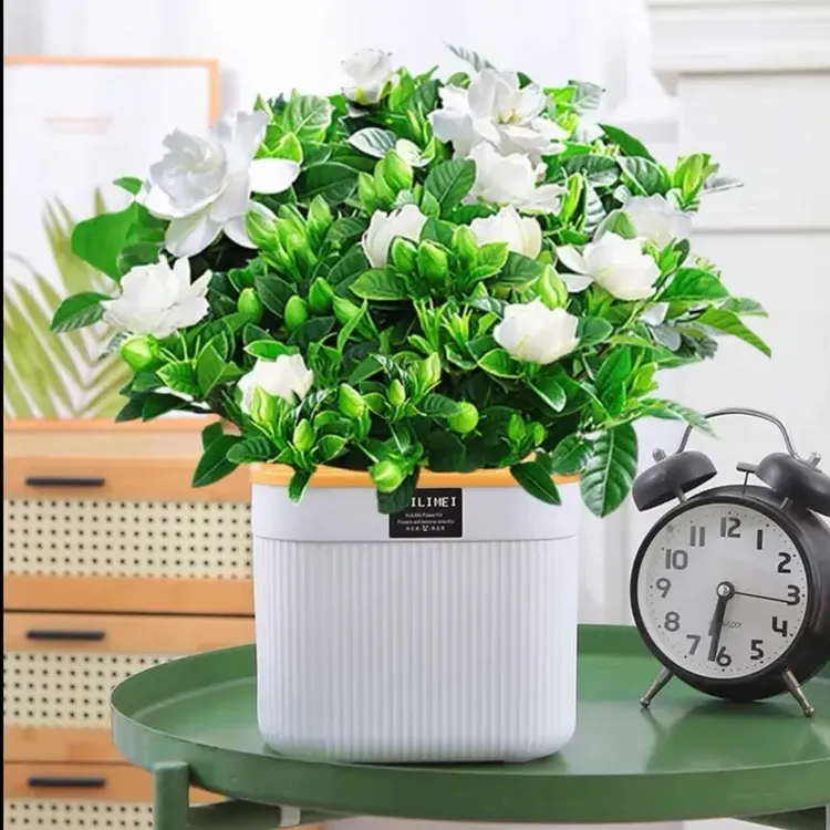 大叶栀子花盆栽浓香型栀子花 花卉植物室内客厅阳台绿植四季好养商品图