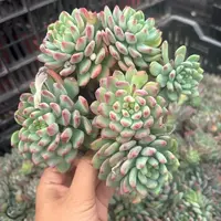 蓝苹果多肉盆栽多头群生喜阳耐旱适合阳台办公室（满9.99包邮）