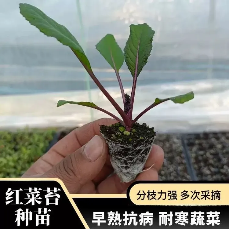 红菜苔带土穴盘秧苗蔬菜种子大全红杆红菜苔新鲜阳台秋冬庭院种植