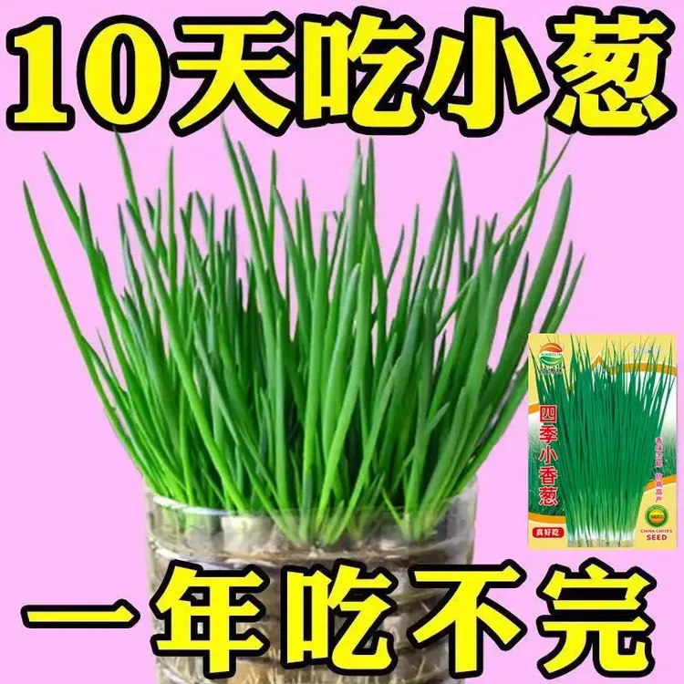 四季小香葱籽小香葱种子阳台室内盆栽葱种子耐寒蔬菜种子家庭菜种