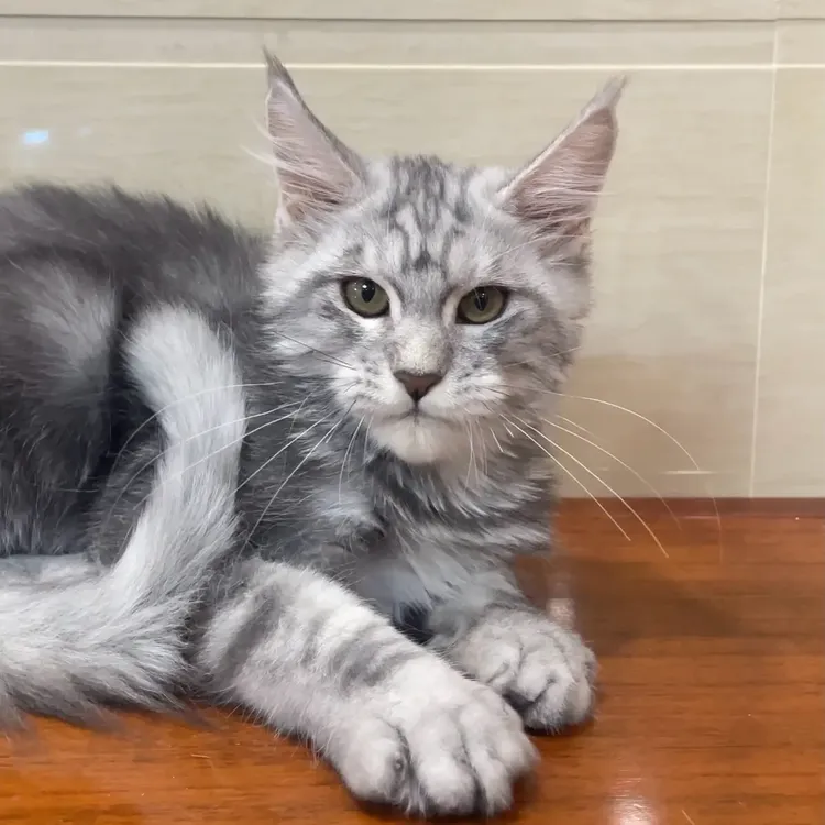 纯种缅因幼猫银虎弟弟