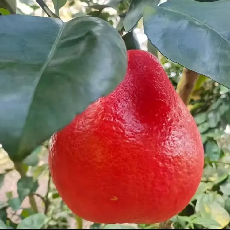 正宗广西容县香水红柚新鲜现摘水润多汁纯甜无酸当季水