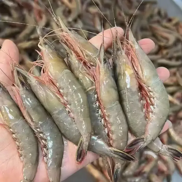 舟山东海野生海捕滑皮虾3斤装速冻顺丰包邮冷链配送