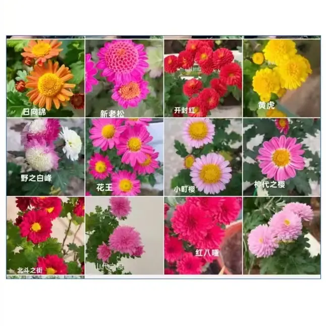 自由选择四盆木本菊小盆苗种花期长颜值高阳台庭院开花植物