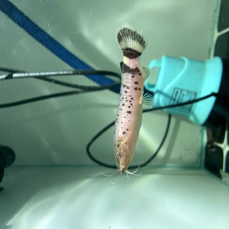 非洲电猫电鲶鱼热带活体观赏鱼凶猛好养