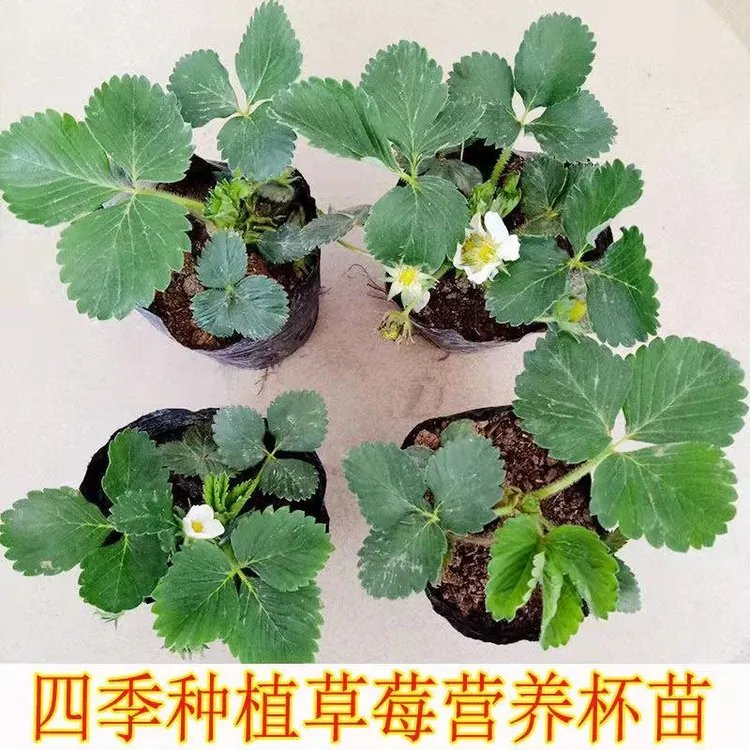 四季草莓苗盆栽带土奶油草莓秧苗食用南北方庭院阳台种植当年结果