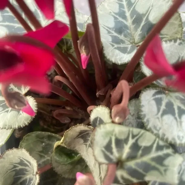 锦程~【酒红绅士】银叶酒红仙客来带花苞发货100盆（换盆无售后）