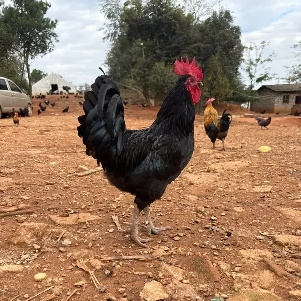 一年多的黑羽土公鸡顺丰冷链到家