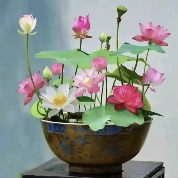 【今年新种】新水培莲子已开口种子盆栽无土水培莲花四季开花