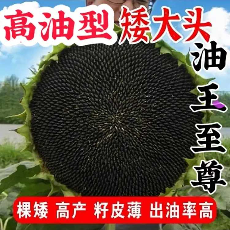 油王至尊f1矮大头油葵种子个子矮花盘大抗倒伏产量高蔬菜种子
