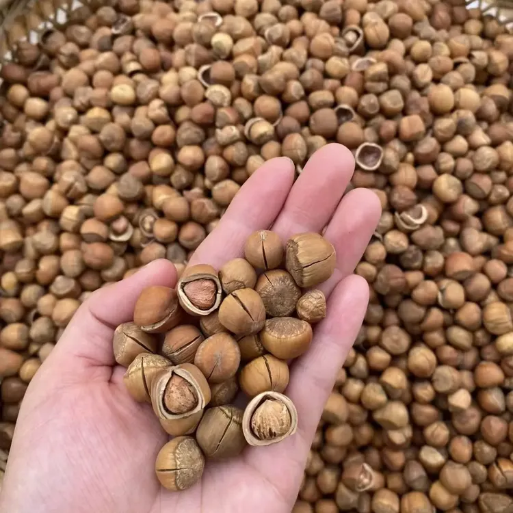 东北野生山榛子熟榛子野生榛子大榛子带夹子中颗粒
