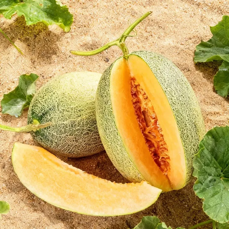 哈密瓜正宗阿德尔网纹蜜瓜新鲜冰淇淋西州蜜现摘新鲜孕儿童当季