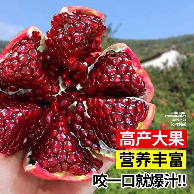 【突尼斯蒙阳红红皮软籽大甜石榴树】改良树苗南北都可以种植石榴树