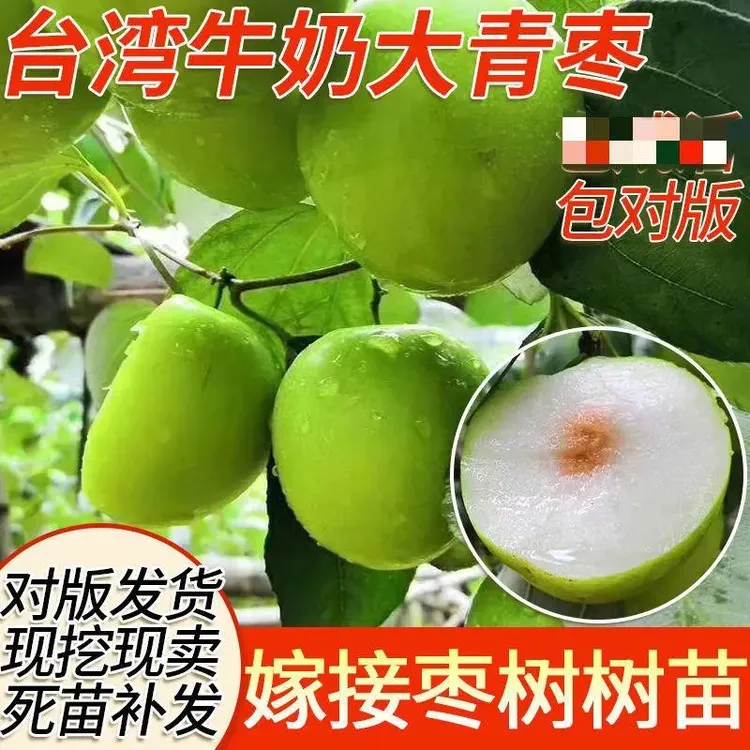 台湾牛奶大青枣嫁接枣树苗贵妃蜜枣脆甜水分多全国种植当年结果