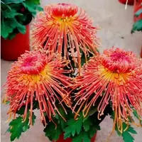 【金凤凰】大花富贵菊 九月大菊盆栽开花好看