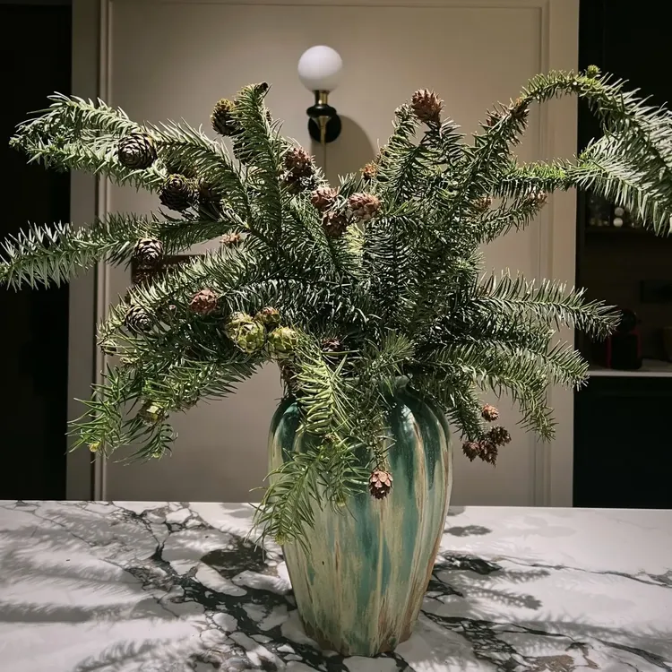 【莲花松】鲜切枝圣诞氛围花材云南直发可做干花室内水养装饰