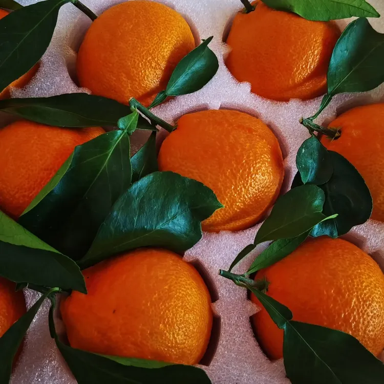 正宗象山红美人棚内种植优选大果9颗装顺丰全国包邮