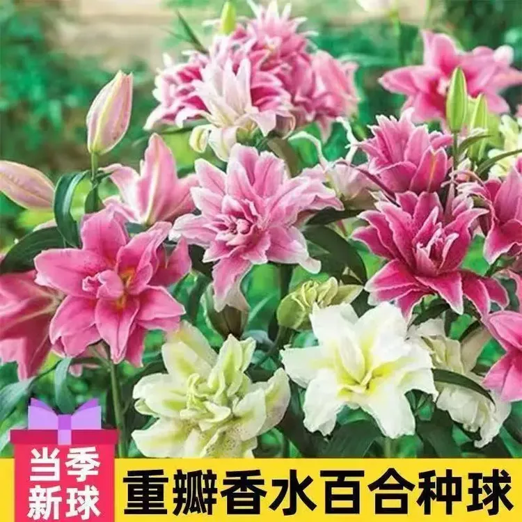 百合花种球进口四季开花好养鲜花盆栽绿植物庭院好养花种籽子花卉