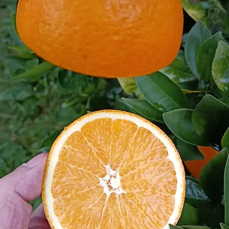 四川宜宾果农直发当季薄皮新鲜橙子爆汁自然熟爽口脐橙水果