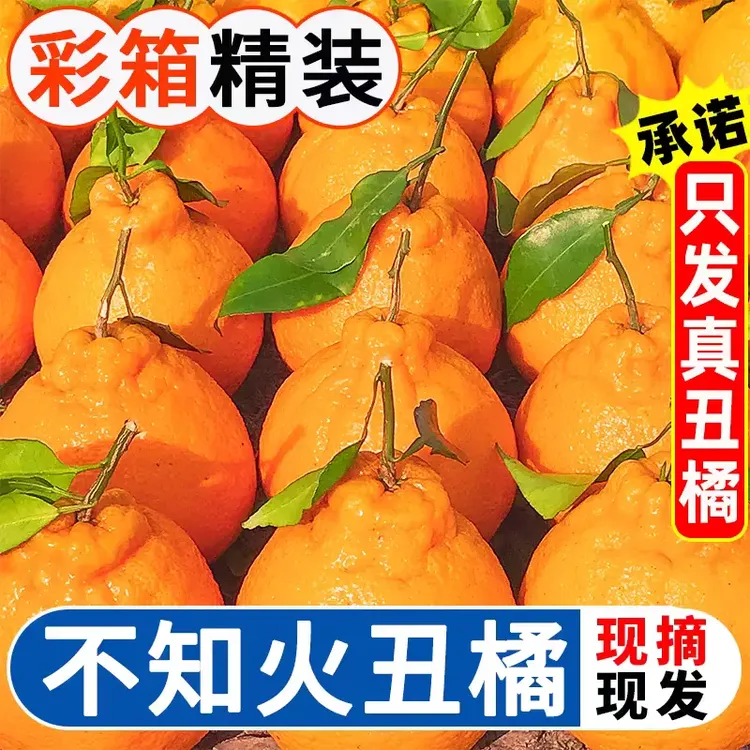 【商超品质】高山不知火丑橘新鲜应当季水果现摘产地直发丑八怪丑柑